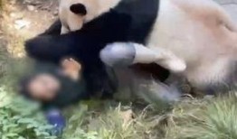 熊猫饲养员最新爆料信息,饲养员最新爆料揭示国宝日常